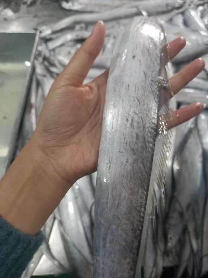 北方渤海黄海带鱼刀鱼自家渔船当天捕捞直发可联系商一件代发