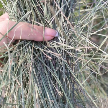 揉丝玉米秸秆草，燕麦，苜蓿，苔草