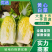 山东黄心白菜3-5斤供应超市，市场，加工各种