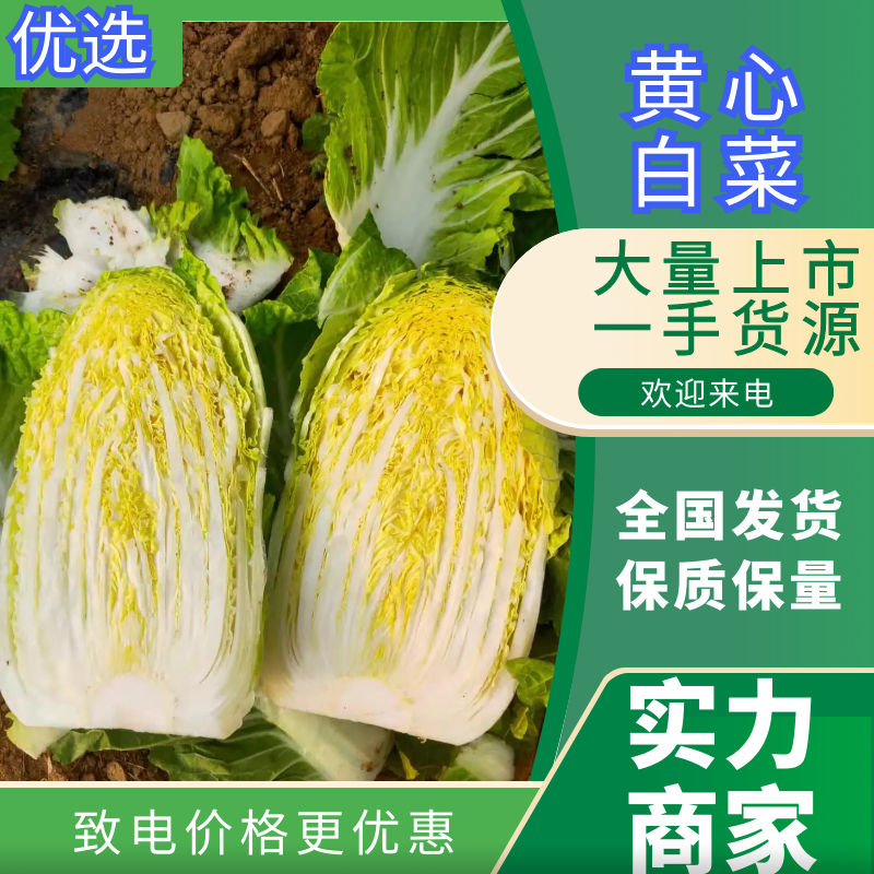 山东黄心白菜3-5斤供应超市，市场，加工各种