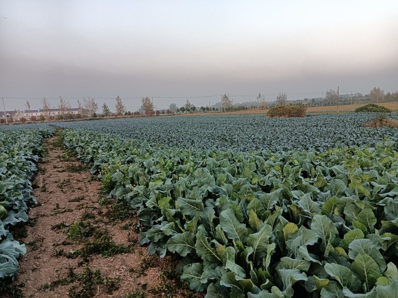 大白菜，有机花，西兰花