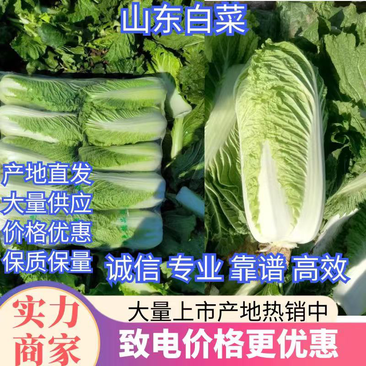 【推荐】山东白菜北京新三号4~6斤净菜规格齐全产地直发