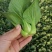 靖江市上海青，矮脚菜，大量供应