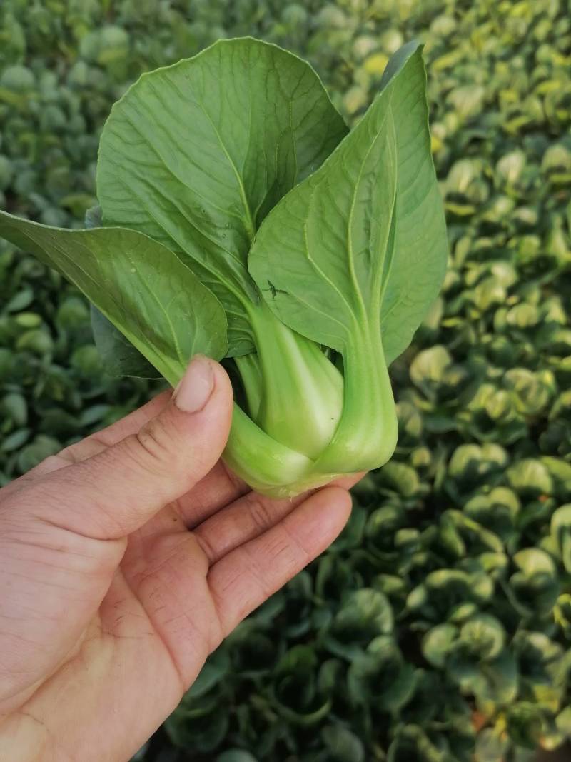 靖江市上海青，矮脚菜，大量供应