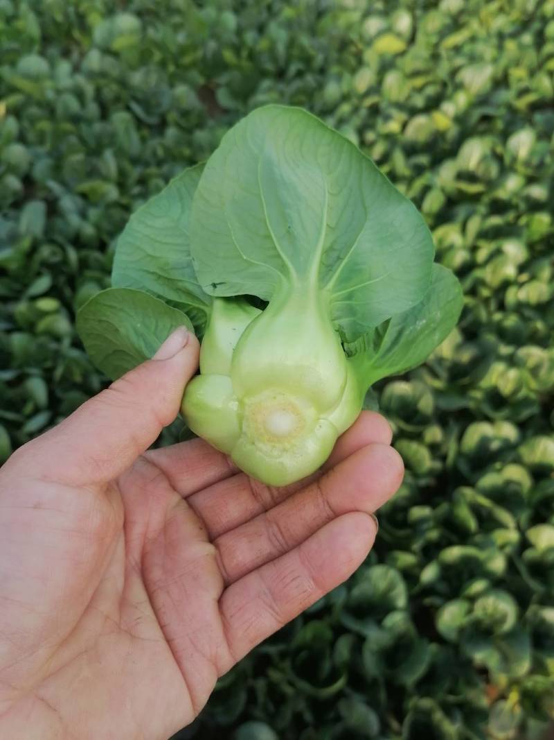 靖江市上海青，矮脚菜，大量供应