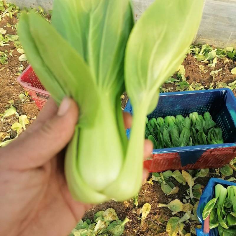 靖江市上海青，矮脚菜，大量供应