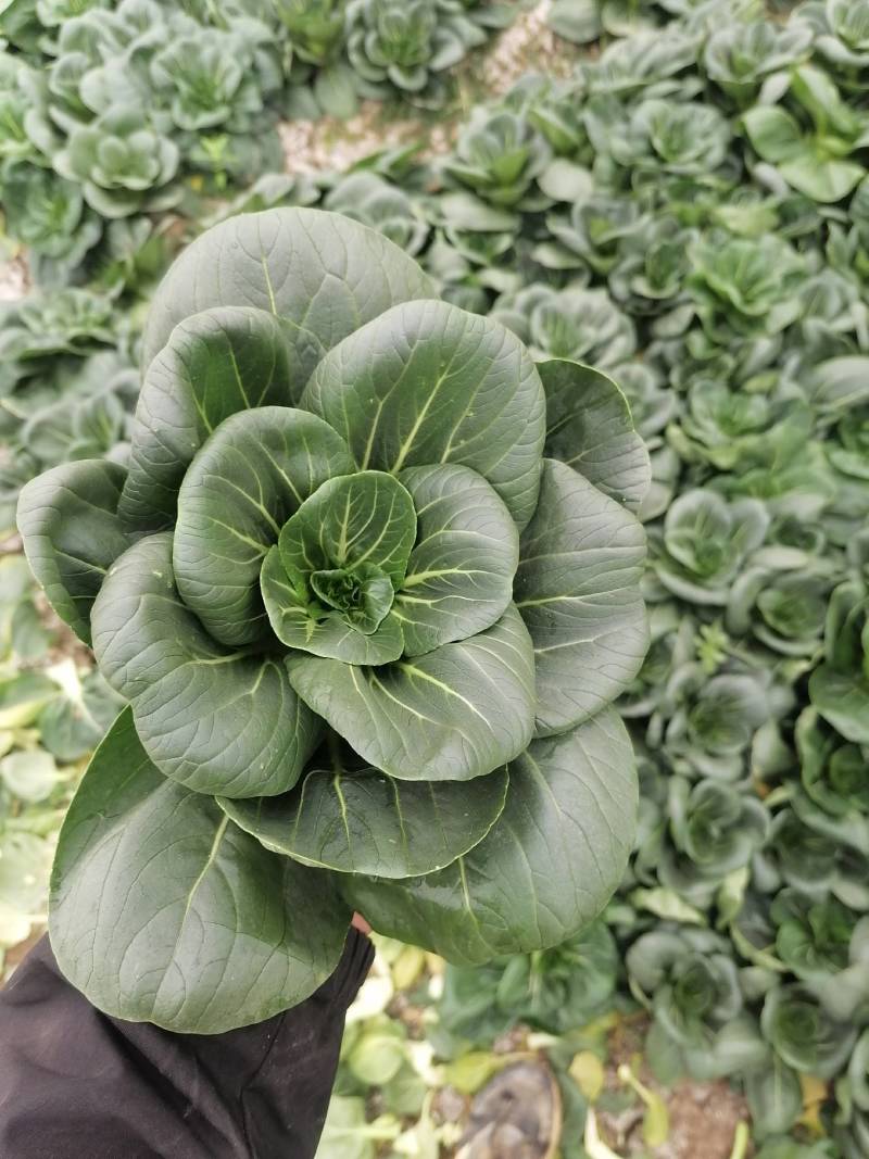 靖江市上海青，矮脚菜，大量供应