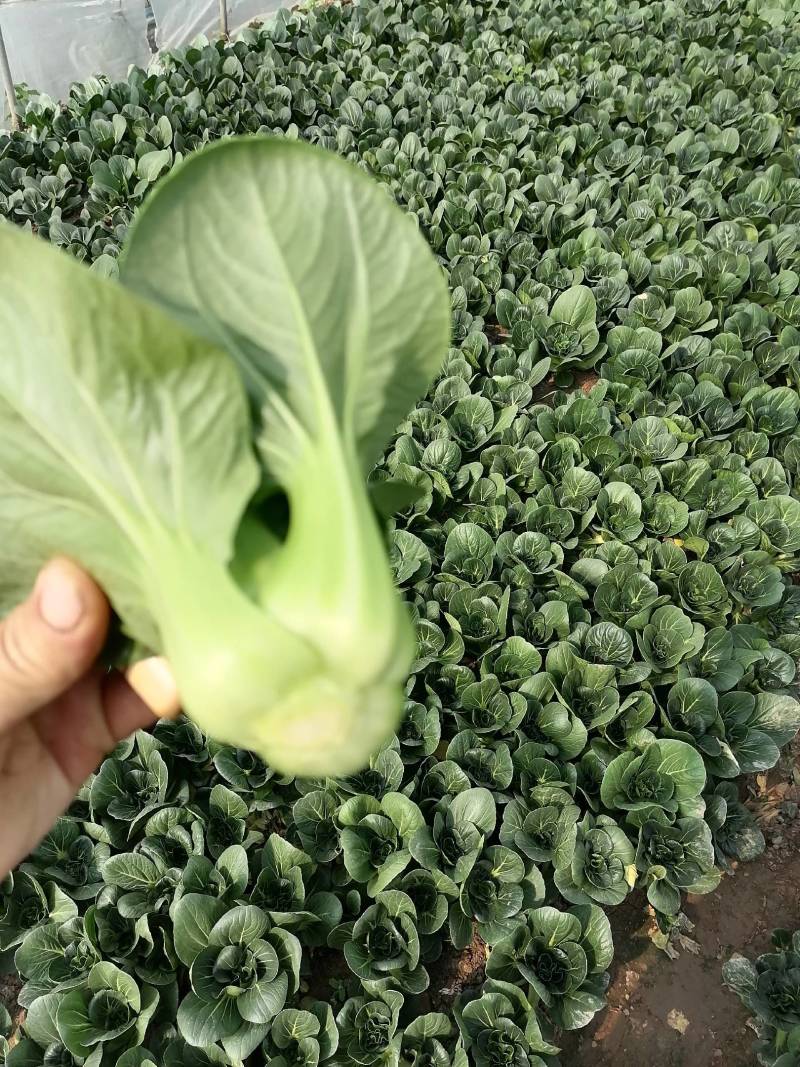 靖江市上海青，矮脚菜，大量供应