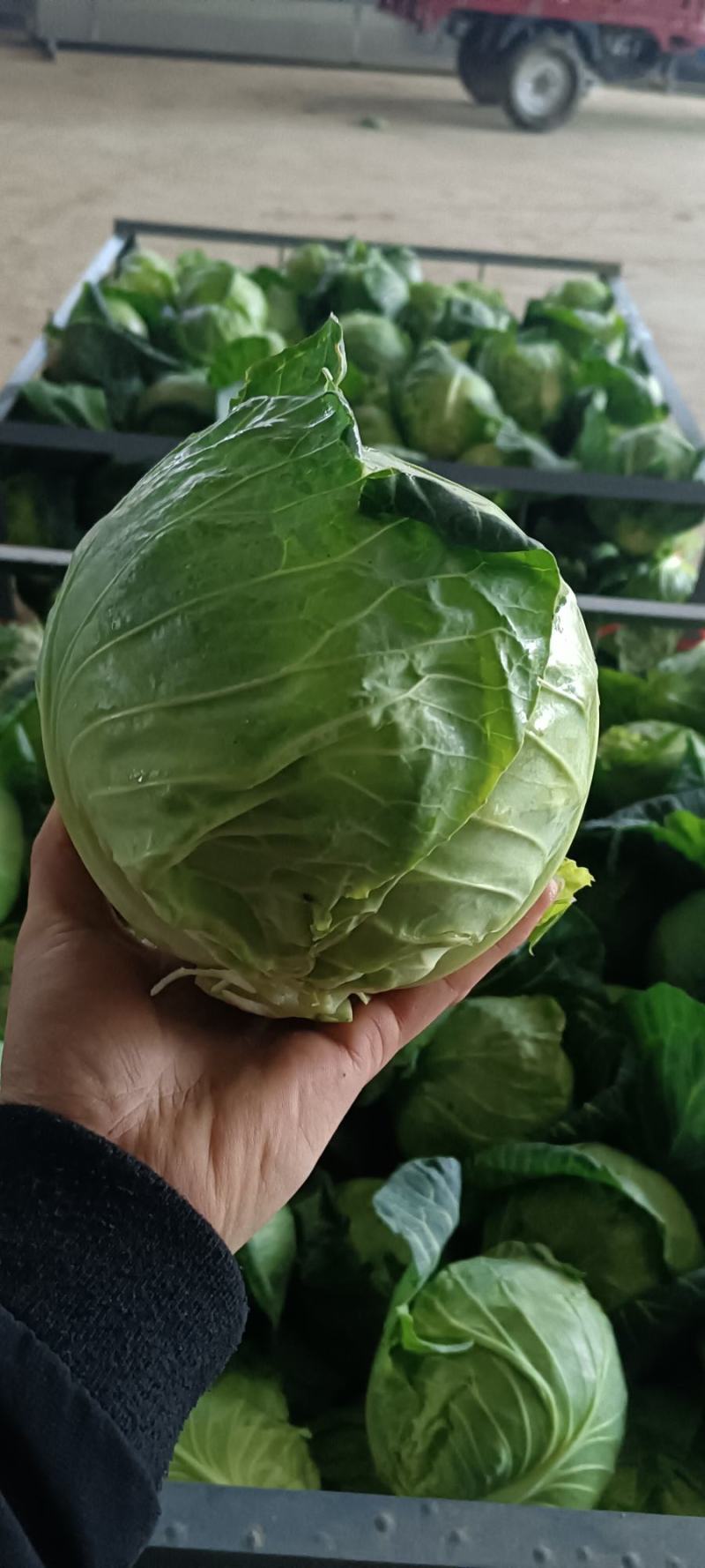甘肃精品甘蓝大量有货，百亩产地直发没有中间商，欢迎采购。