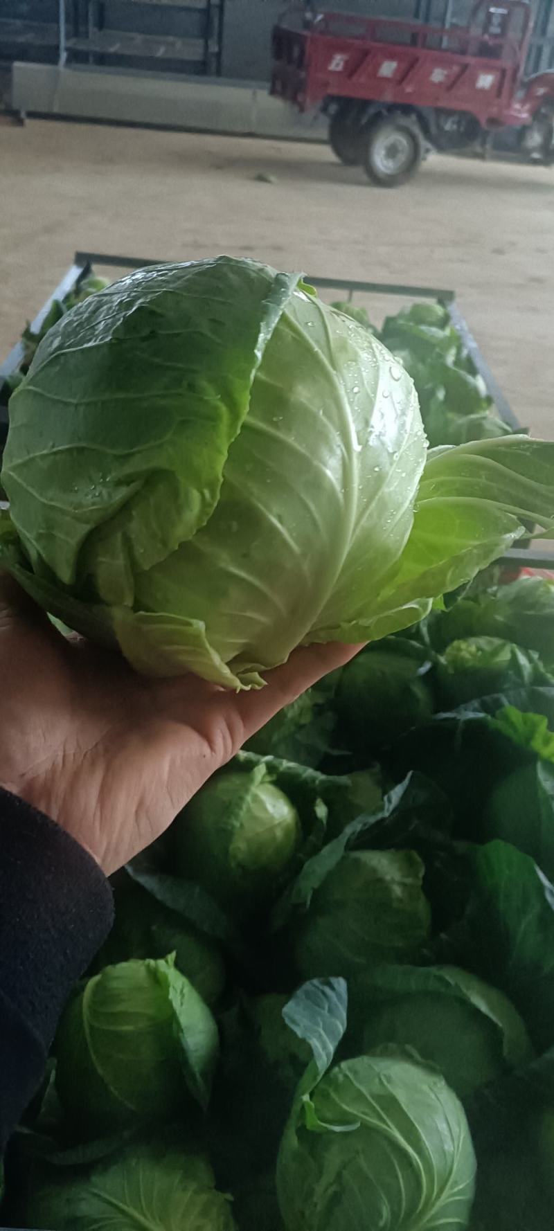 甘肃精品甘蓝大量有货，百亩产地直发没有中间商，欢迎采购。