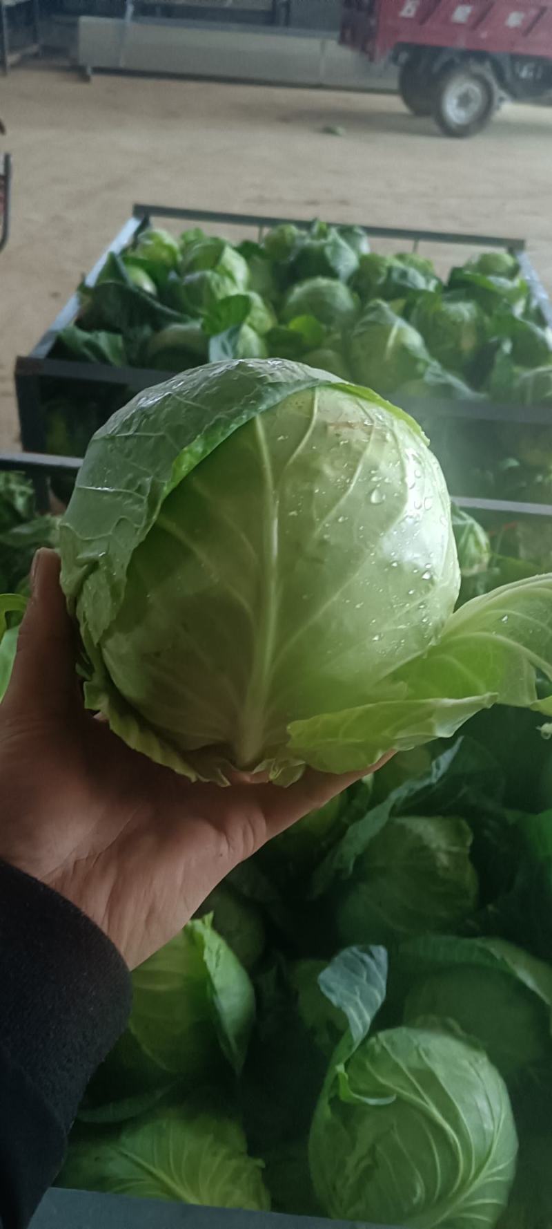 甘肃精品甘蓝大量有货，百亩产地直发没有中间商，欢迎采购。