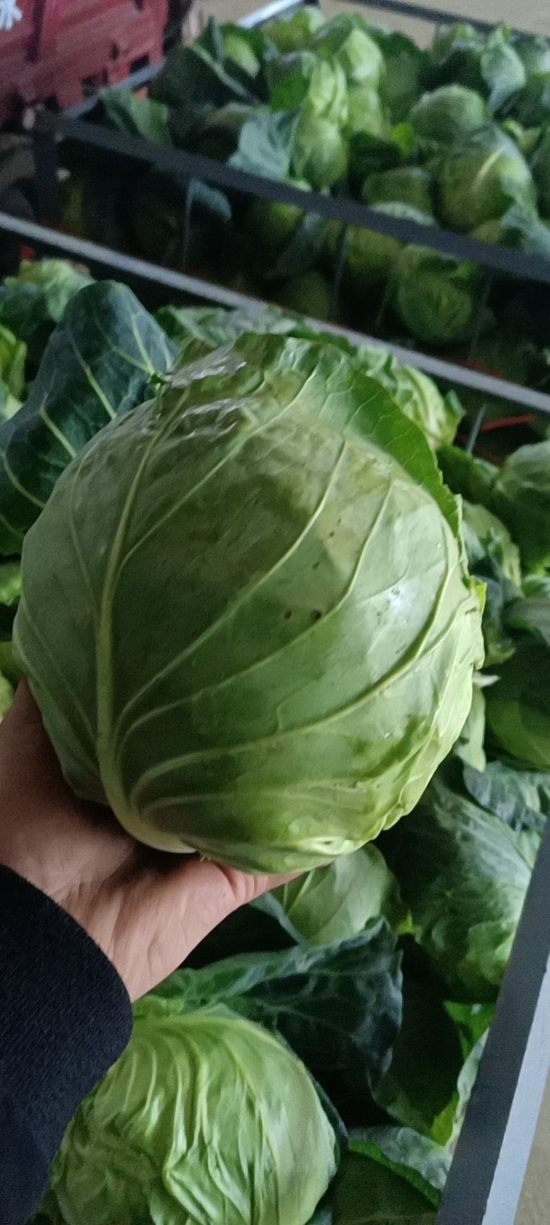 甘肃精品甘蓝大量有货，百亩产地直发没有中间商，欢迎采购。