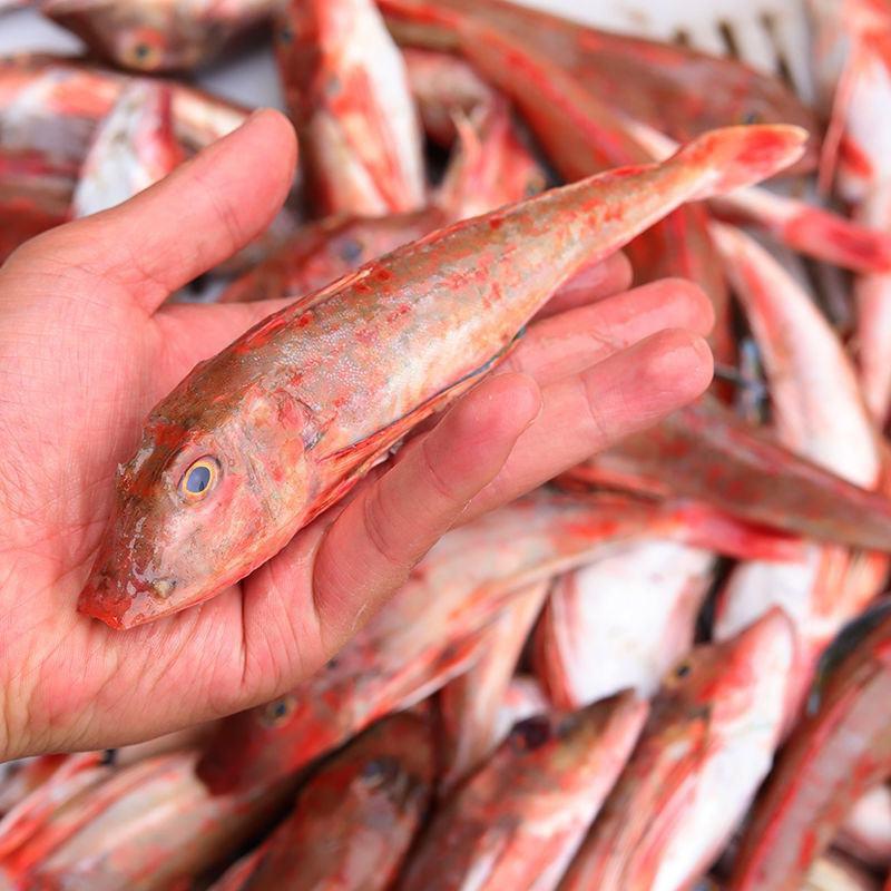 红头鱼自家渔船捕捞当天鲜货可一件代发