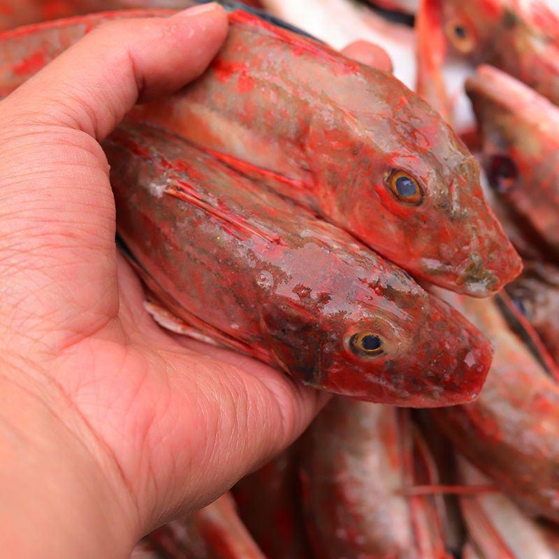 红头鱼自家渔船捕捞当天鲜货可一件代发