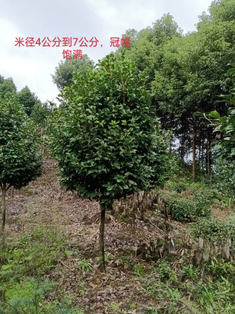 茶花