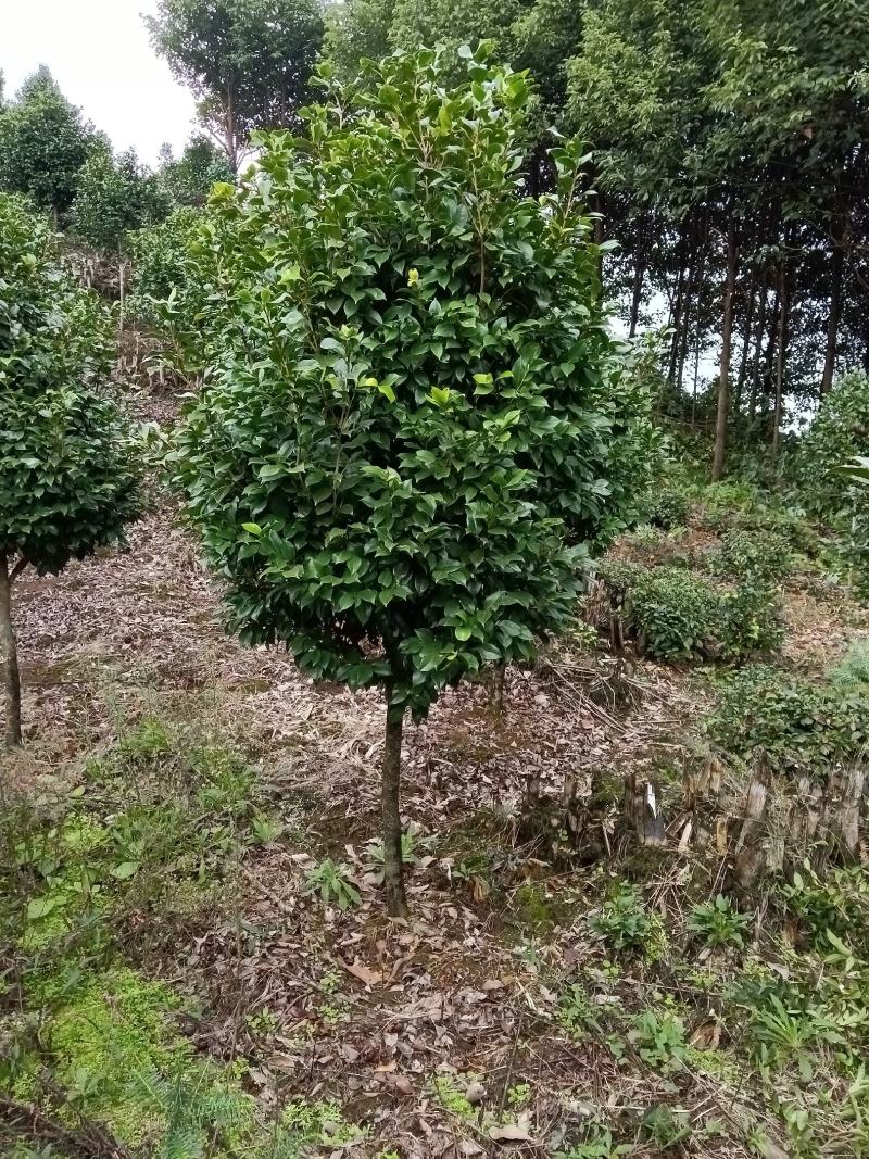 茶花