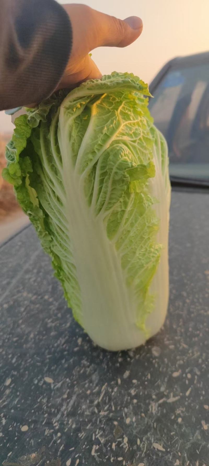 北京三号白菜，杠菜大量有货，适合各大市场，工厂。酸菜厂