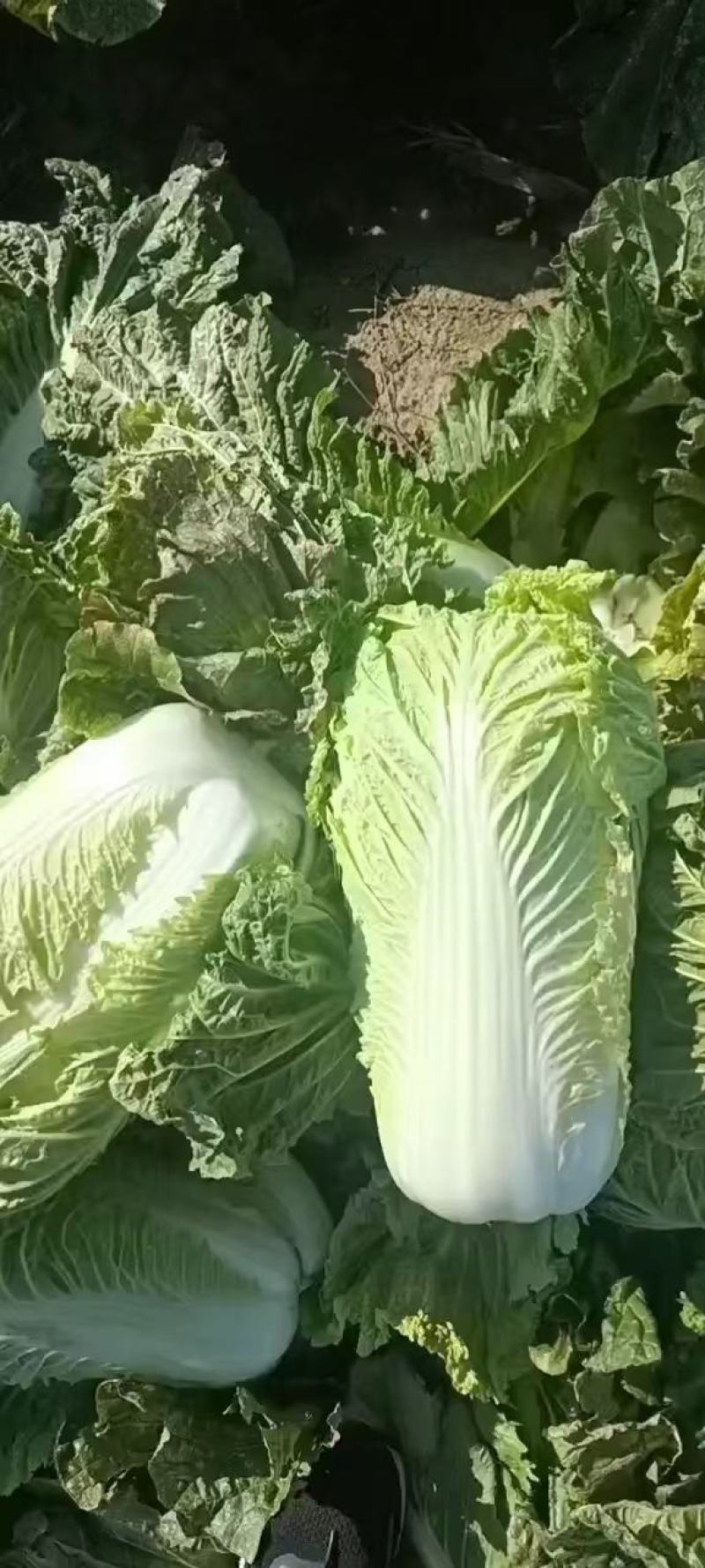 北京三号白菜，杠菜大量有货，适合各大市场，工厂。酸菜厂