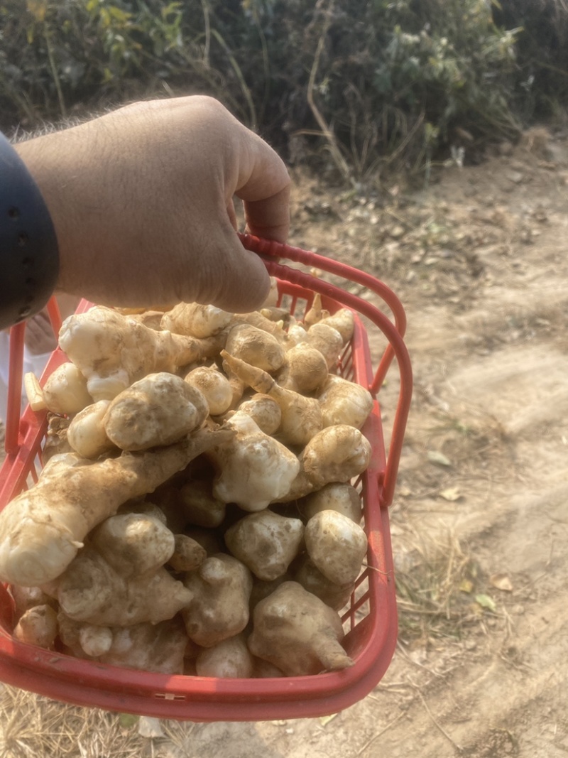供应现挖白洋姜每天采挖当日发出口感脆嫩爽口