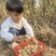 供应现挖白洋姜每天采挖当日发出口感脆嫩爽口