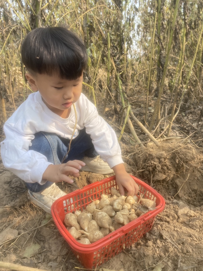 供应现挖白洋姜每天采挖当日发出口感脆嫩爽口