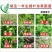小麦田除草剂56%2甲4氯钠盐一年生阔叶草