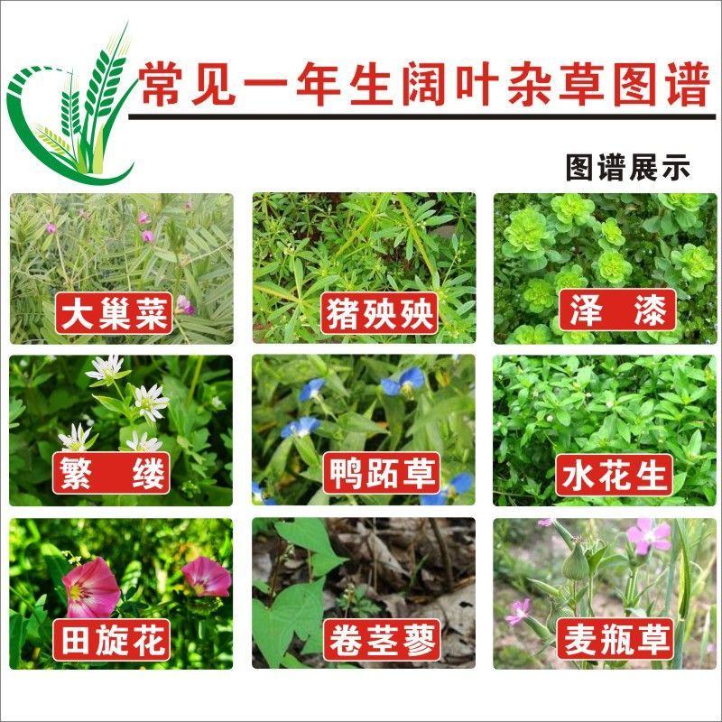 小麦田除草剂56%2甲4氯钠盐一年生阔叶草
