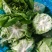 奶油生菜，质量保证，量大，可实地考察