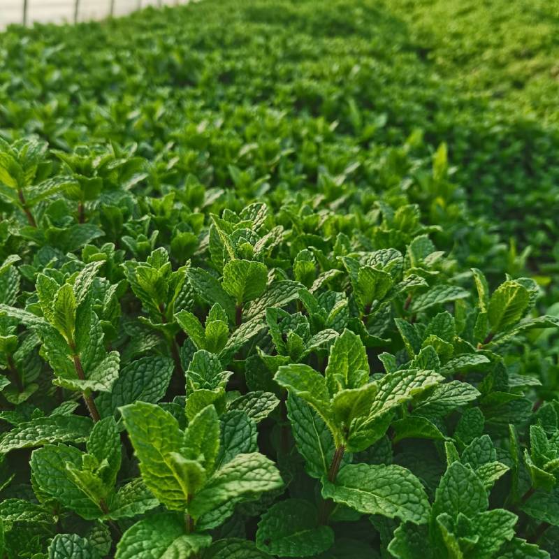 薄荷叶鲜薄荷量大质量好，可鲜食，支持各种化验检测。