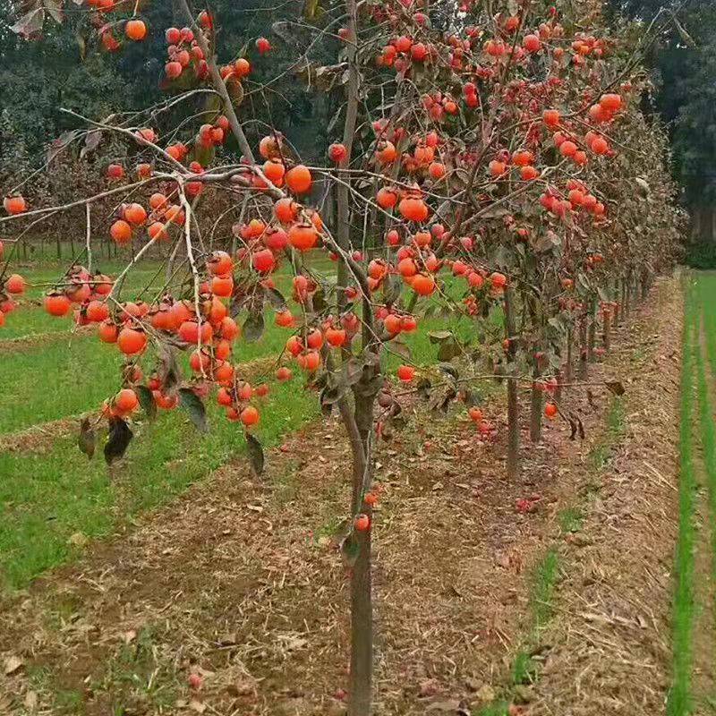 牛心杮脆甜柿子树苗嫁接盆栽地栽阳台庭院南方北方种植当年