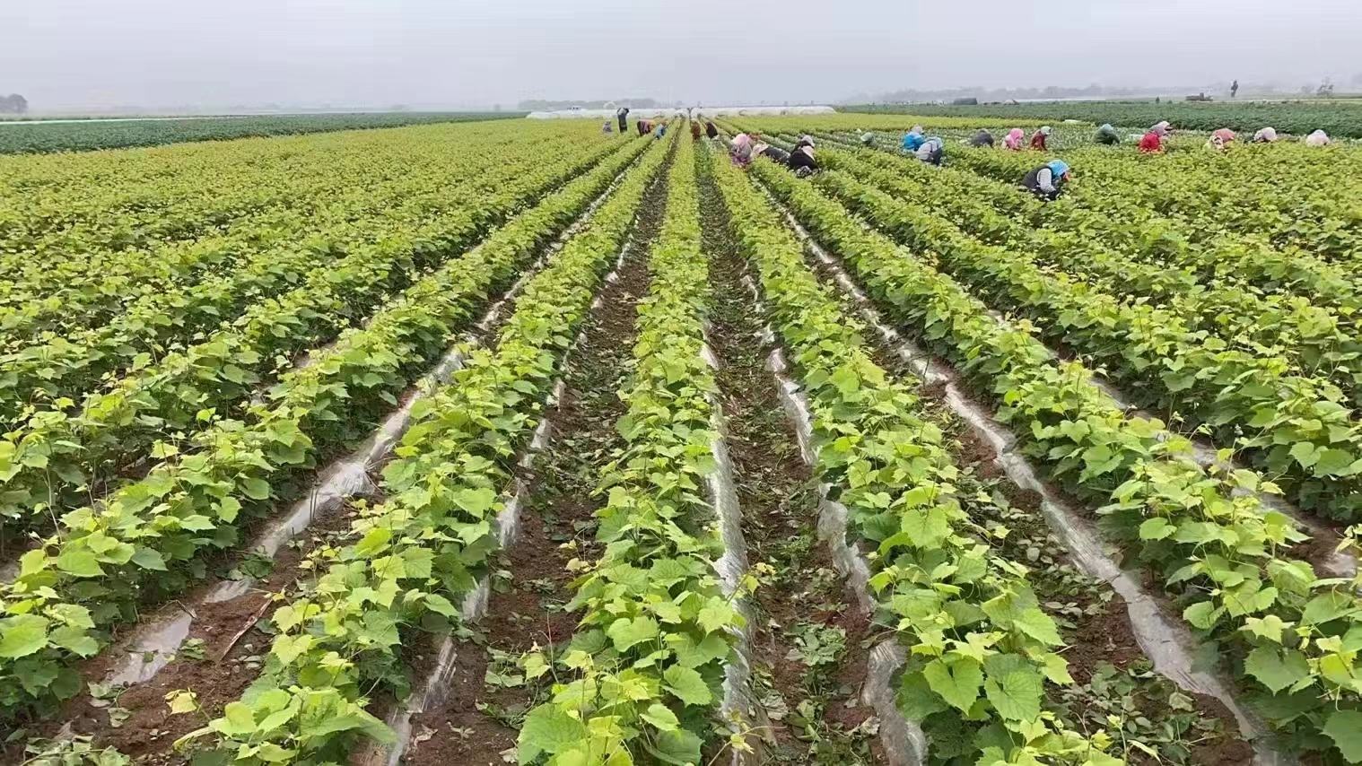 维多利亚葡萄果穗成熟期管理现场,技术人员正在进行果穗疏果和病害检查 维多利亚葡萄果穗成熟期管理