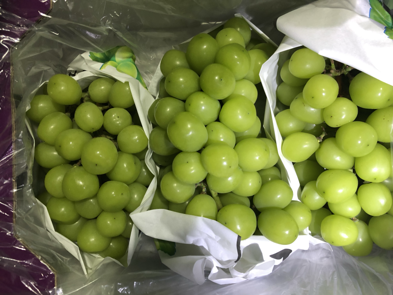 阳光玫瑰