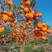 【包活】脆甜柿子树苗嫁接盆栽地栽阳台庭院南方北方种植当年