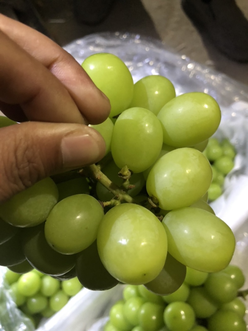 阳光玫瑰