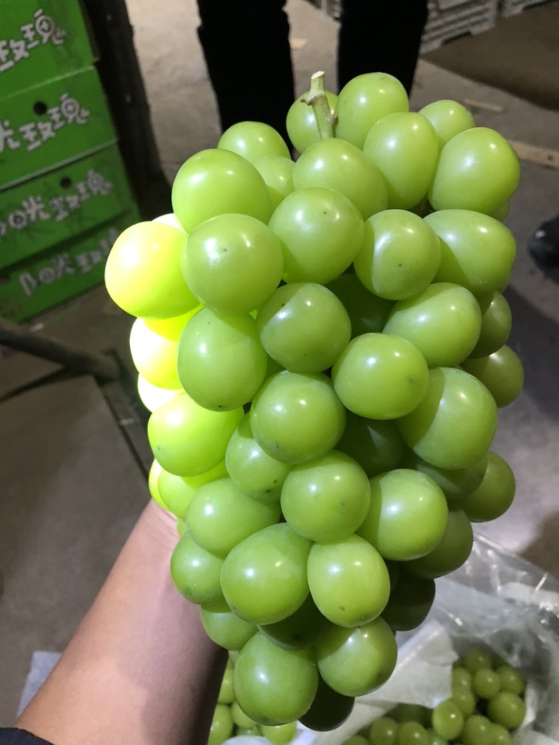 阳光玫瑰