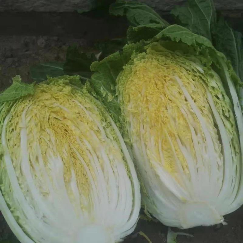 精品黄心白菜，河北黄心白菜，唐山黄心白菜，大量现货