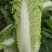 精品黄心白菜，河北黄心白菜，唐山黄心白菜，大量现货