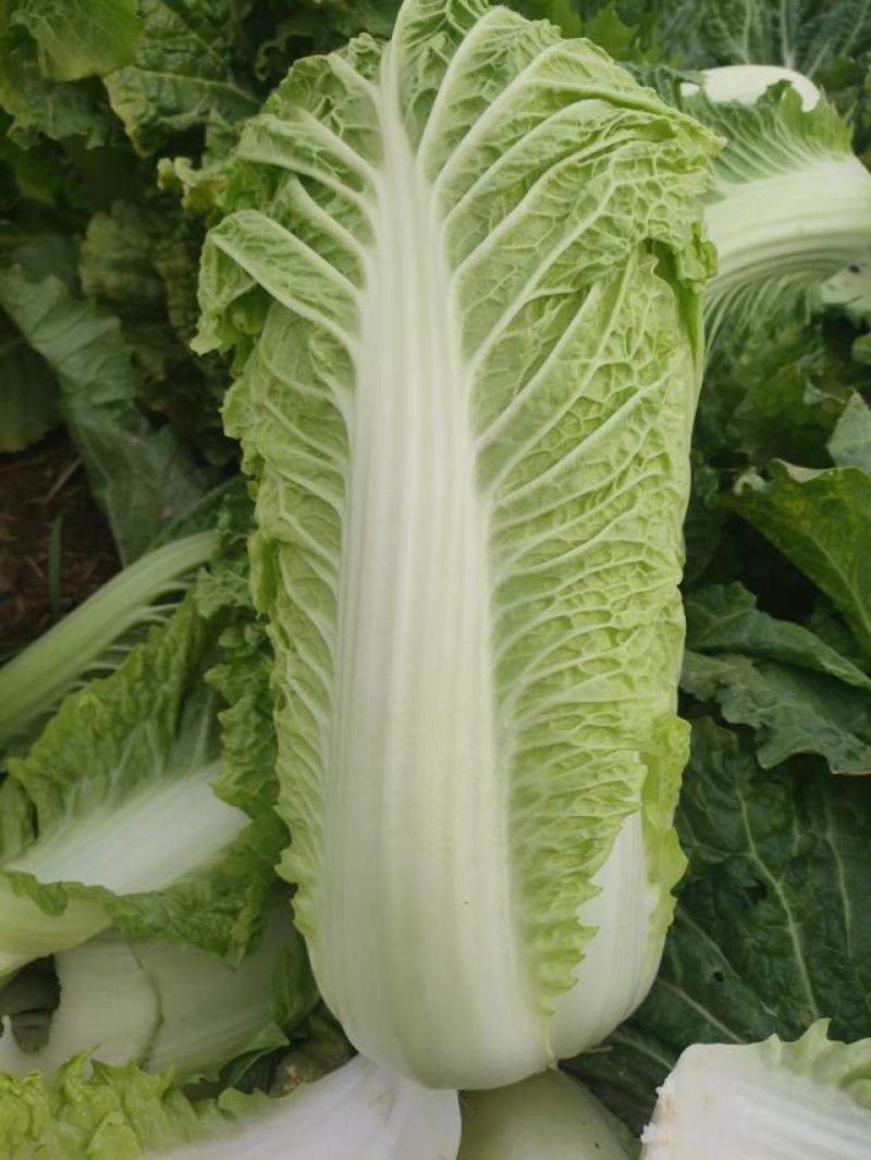 精品黄心白菜，河北黄心白菜，唐山黄心白菜，大量现货