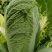 精品黄心白菜，河北黄心白菜，唐山黄心白菜，大量现货