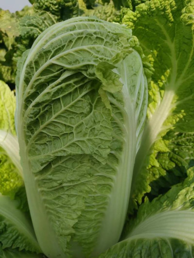 精品黄心白菜，河北黄心白菜，唐山黄心白菜，大量现货