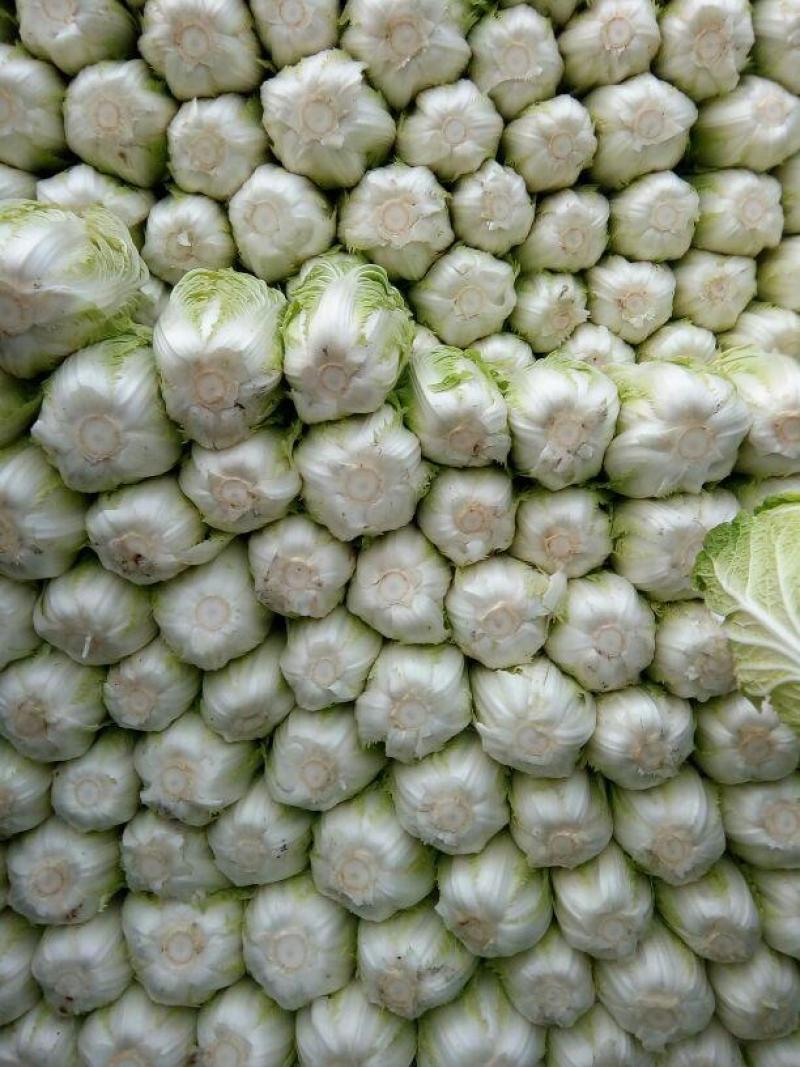 精品黄心白菜，河北黄心白菜，唐山黄心白菜，大量现货
