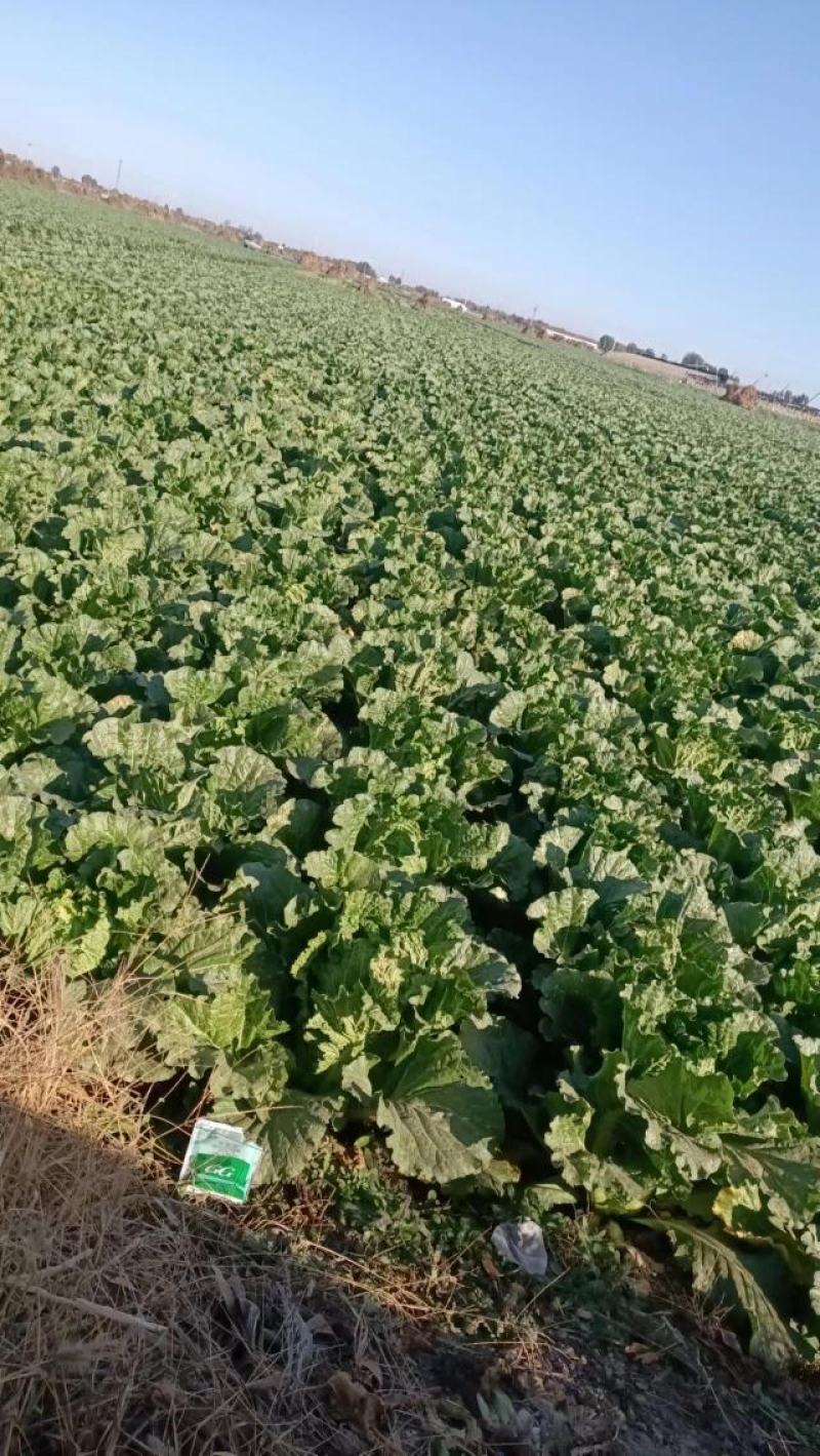精品黄心白菜，河北黄心白菜，唐山黄心白菜，大量现货