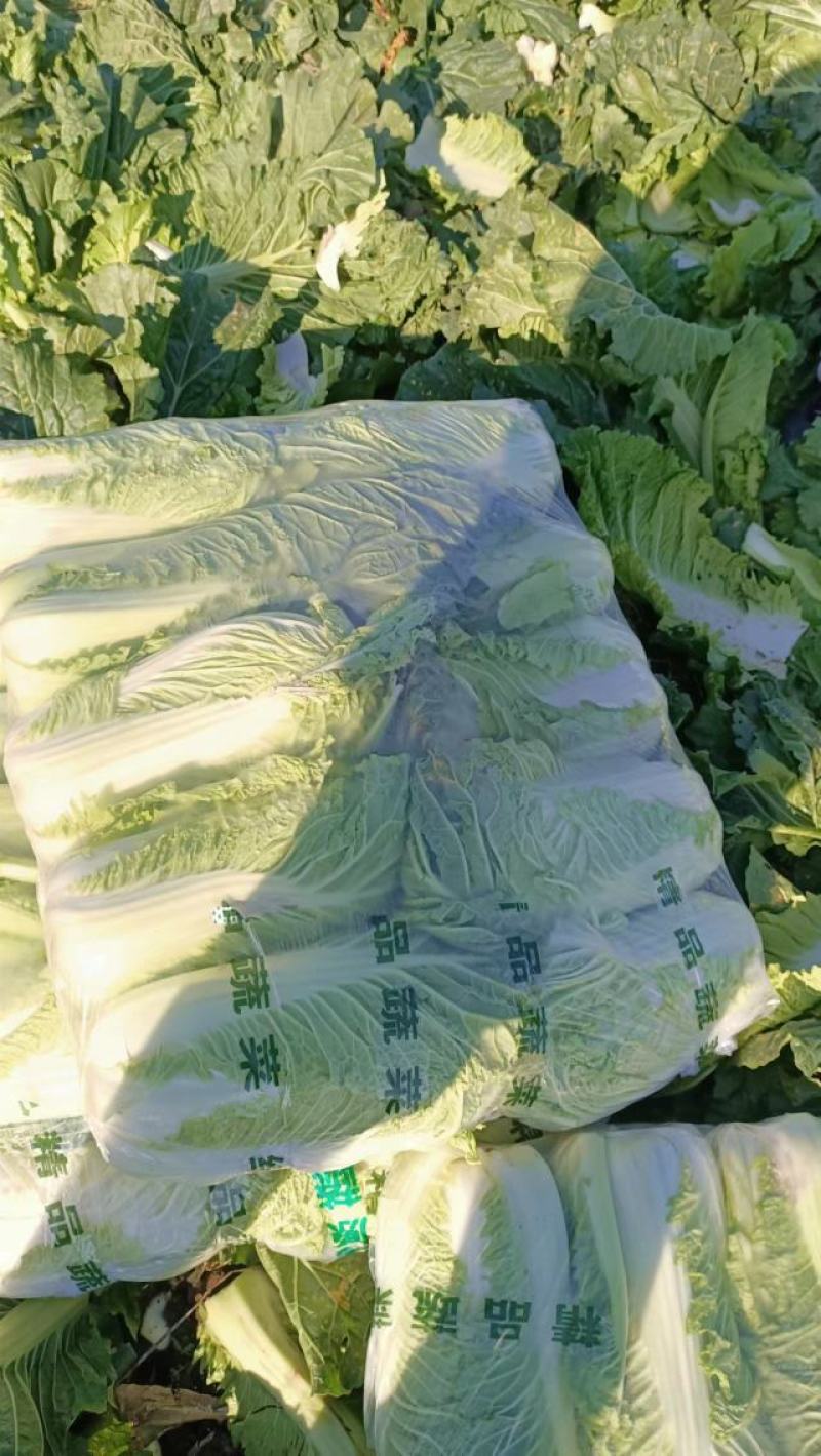 精品黄心白菜，河北黄心白菜，唐山黄心白菜，大量现货