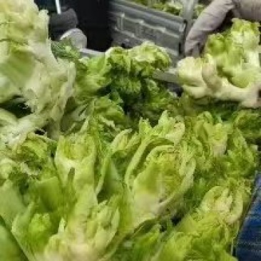 优质娃娃菜大量上市，质量好，价格低，货源充足，代发全国。