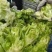 优质娃娃菜大量上市，质量好，价格低，货源充足，代发全国。