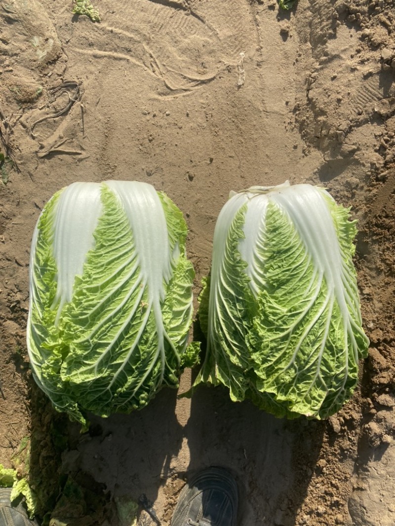 白菜甘蓝。娃娃菜