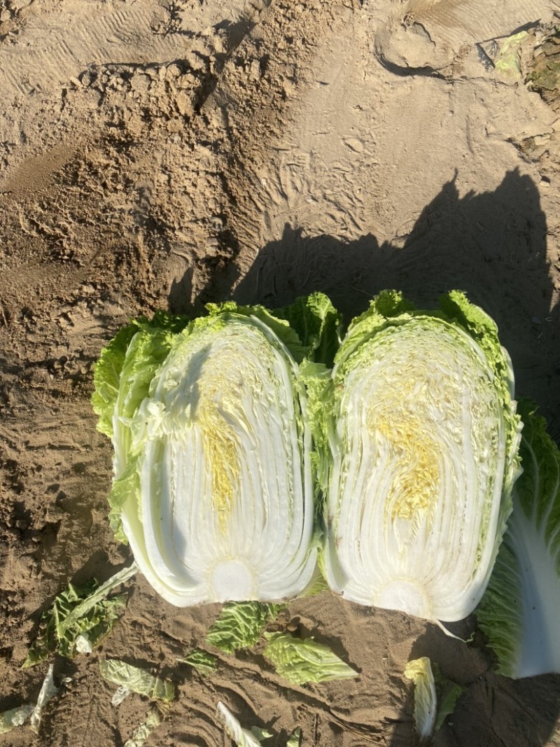 白菜甘蓝。娃娃菜