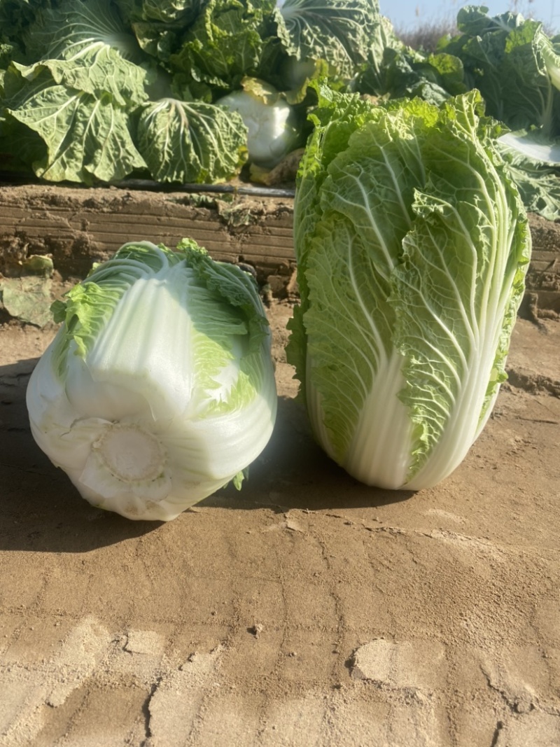 白菜甘蓝。娃娃菜