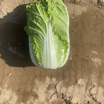 白菜甘蓝。娃娃菜