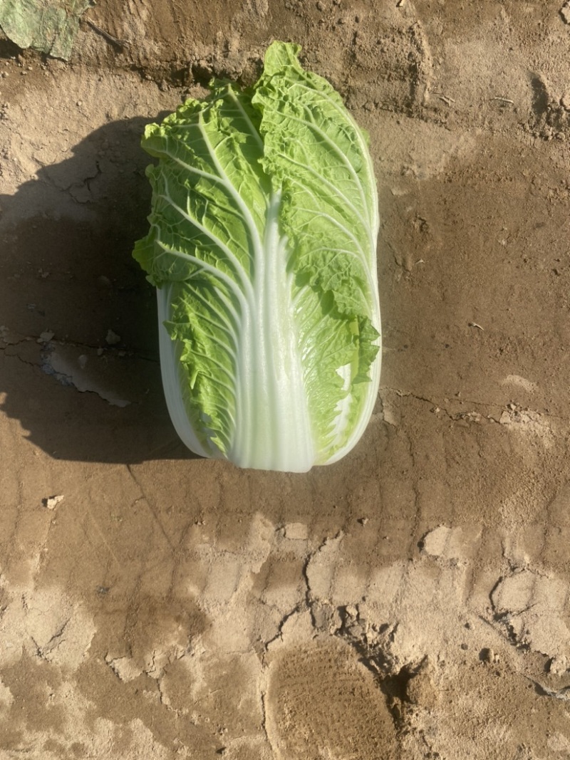 白菜甘蓝。娃娃菜